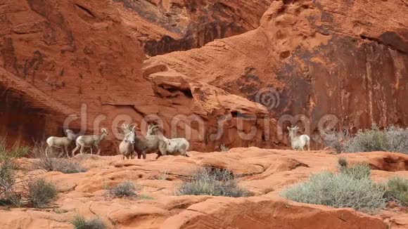 沙漠大角羊群视频的预览图