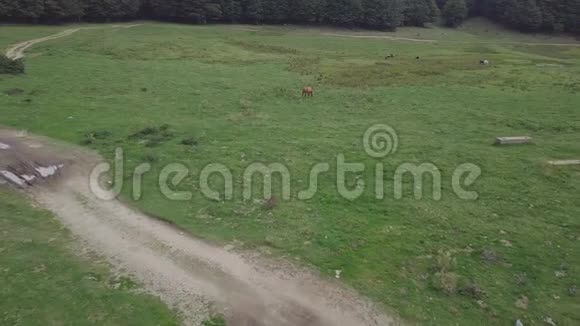 在绿色高地上放牧的野马由一间小屋和一片森林组成视频的预览图