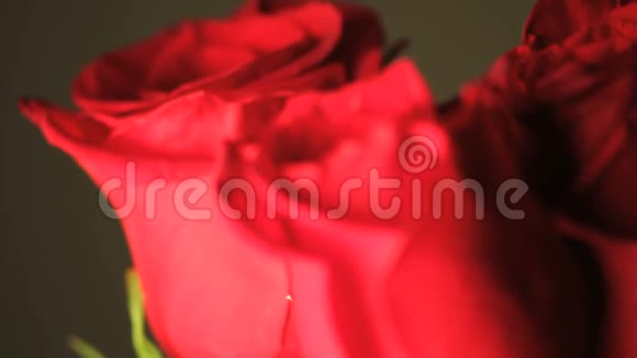 红玫瑰紧紧地旋转着视频的预览图