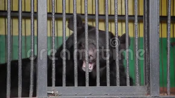 在炎热的夏日里棕熊在被俘动物园笼子里的动物视频的预览图