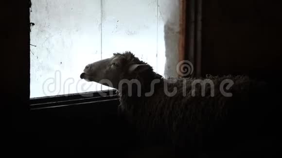 可爱的棕色绵羊舔窗户的肖像乡村农场里的滑稽羊视频的预览图