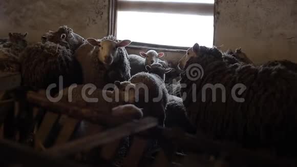 羊群在马厩里的小羊和羊在谷仓放羊视频的预览图