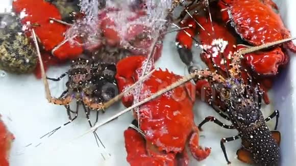 活龙虾和螃蟹在摊位视频的预览图