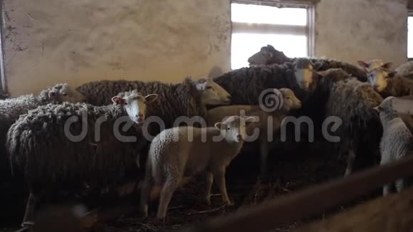 羊群在马厩里的小羊和羊在谷仓放羊视频的预览图