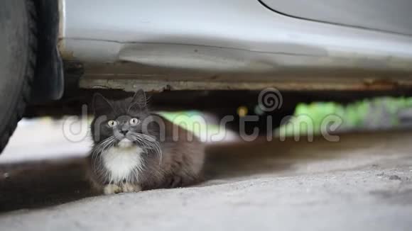 一只灰色的猫一只白色的胸脯藏在车轮旁边看着绿眼睛周围发生的事情视频的预览图