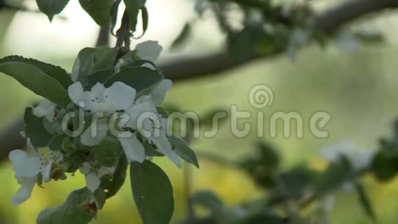 美丽的苹果树花朵特写视频视频的预览图