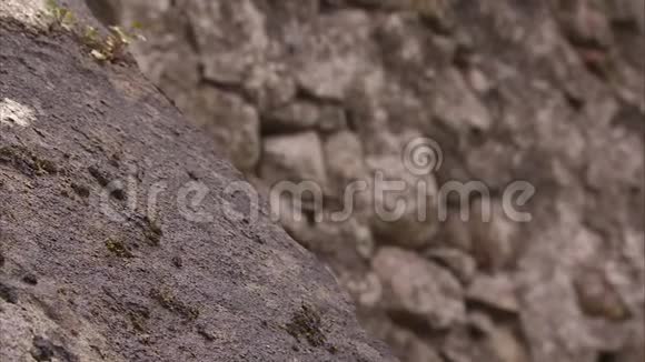 一块岩石上生长着苔藓植物视频的预览图