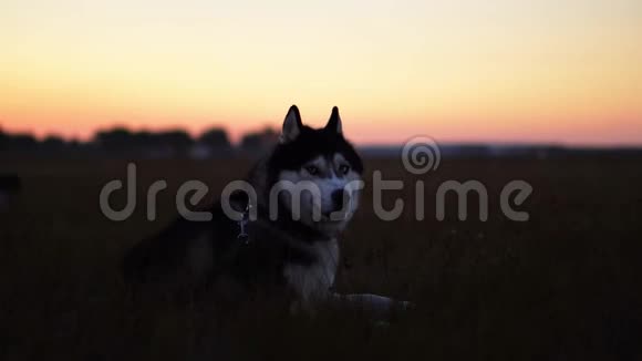 西伯利亚哈士奇蓝眼睛灰白头发坐在草地上日落时眺望远方视频的预览图