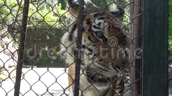 老虎在动物园高清视频的预览图