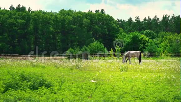 一匹灰褐色的成年马在森林附近的绿草上觅食晴天在牧场上的马视频的预览图