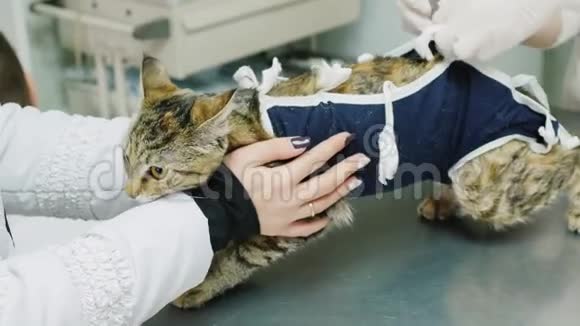 动物诊所兽医在绝育手术后检查一只家猫视频的预览图