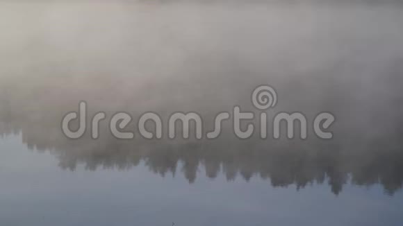 雾和鸟鸣在雾蒙蒙的早晨倒映在河中的森林视频的预览图