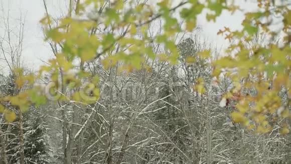 冬天来了第一场雪北部森林秋冬季节过渡茂密的森林和黄叶视频的预览图