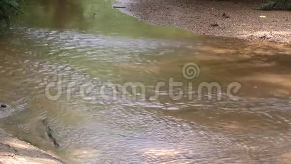 佐治亚州塞威尔溪夏季一个水流在塞威尔溪与沙子和岩石的景观视频的预览图