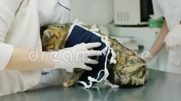 医生在手术后检查猫诊所的动物护理视频的预览图