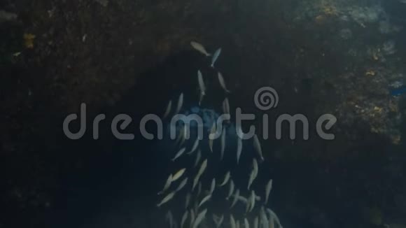 隧道下的一群鱼视频的预览图