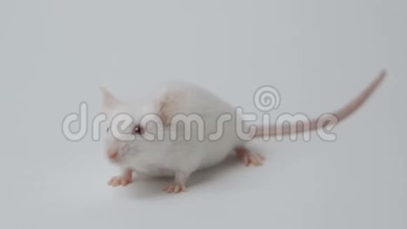 白鼠躺在白色的背景上视频的预览图
