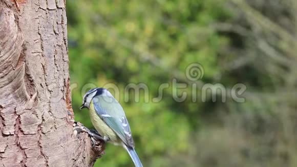 蓝雀园鸟鸣树皮视频的预览图