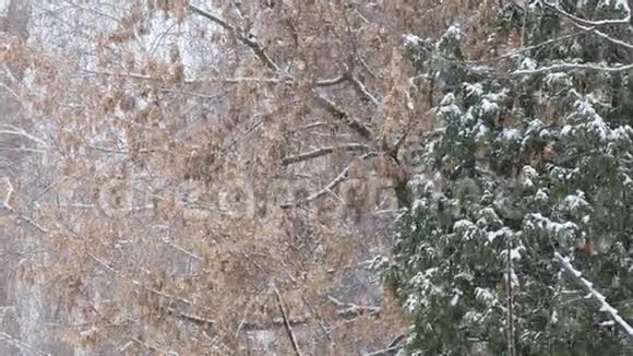 大雪白色的雪花在树的背景上视频的预览图