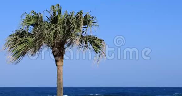 东京大岛阿姆米海滩附近的棕榈树视频的预览图