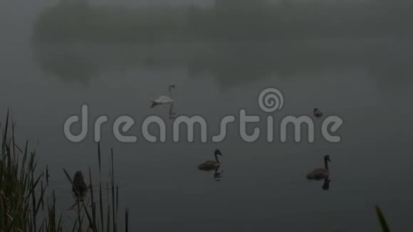 天鹅自然山水雾情视频的预览图