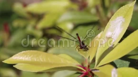 蜻蜓虫红色视频的预览图