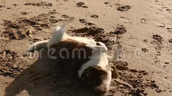 狗在沙子上竖起大拇指视频的预览图