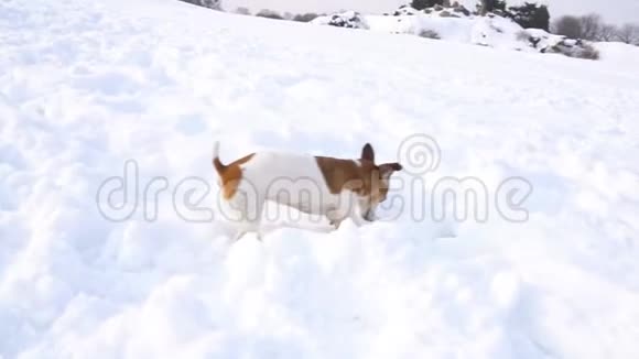 可爱的小狗在雪地里玩耍冬天很有趣DLSR摄像机慢镜头视频的预览图