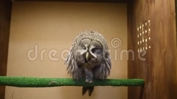 猫头鹰眨着眼睛旋转着头视频的预览图