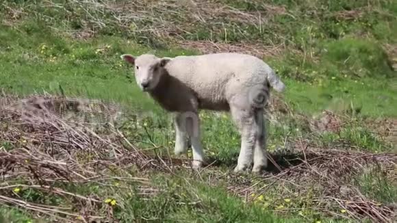 羊羊羊可爱吃春天视频的预览图