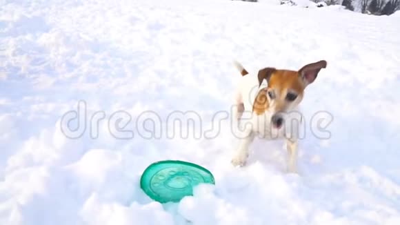 狗在雪地里玩蓝色飞盘DLSR摄像机慢镜头视频的预览图