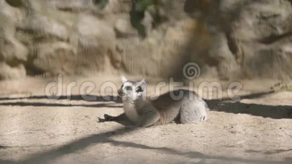 Lemur在沙子上休息视频的预览图