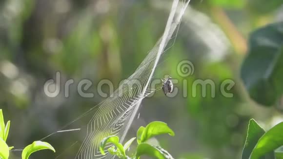 昆虫蜘蛛网编织网视频的预览图