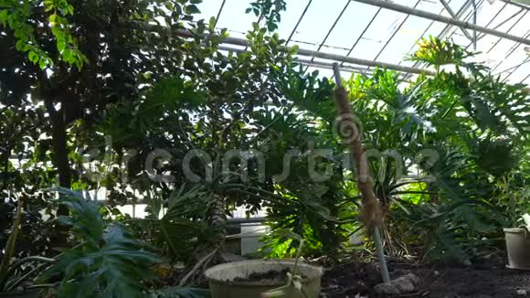 波尔塔瓦的植物园视频的预览图