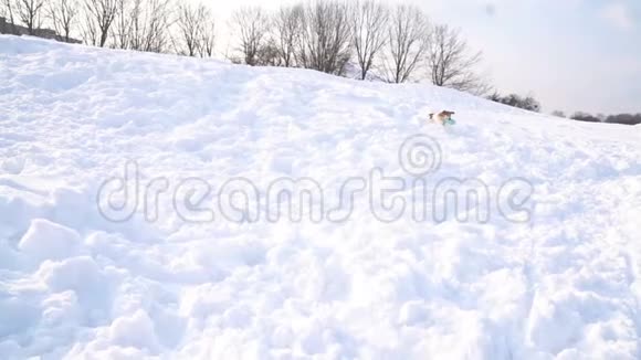 一只狗叼着玩具在雪地里奔跑DLSR相机慢镜头视频的预览图