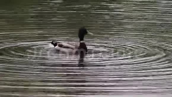 鸭荡水漾视频的预览图