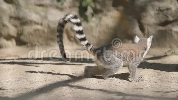 Lemur走在沙滩上视频的预览图