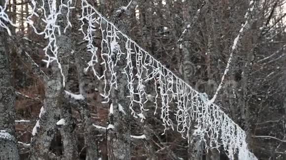 在冬季公园的树木上加兰视频的预览图