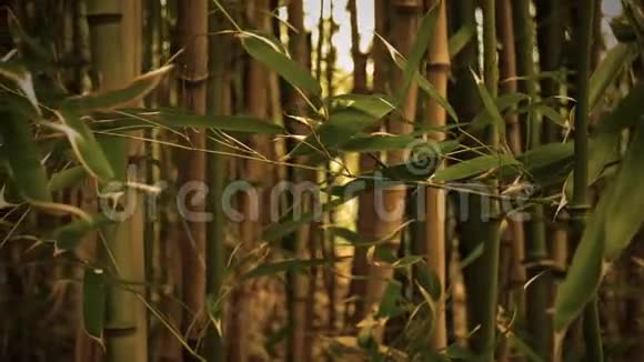 早晨在一片金色的萼片神奇的竹林中漫步视频的预览图