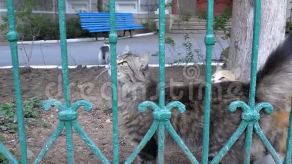 一只无家可归的灰猫在篱笆外的公园里散步飞视频的预览图