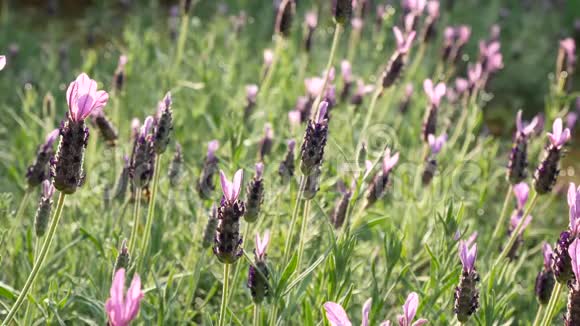 清晨阳光照射下的紫罗兰花丛让人耳目一新蜜蜂和昆虫到处飞视频的预览图