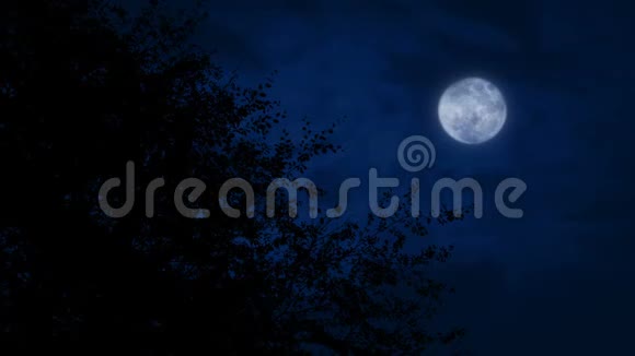 月亮在树上深夜视频的预览图