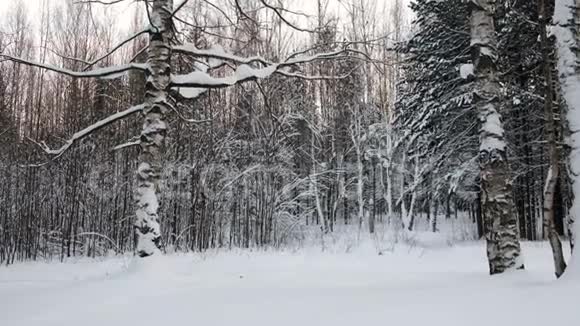 森林里冬天的雪景有雪堆视频的预览图