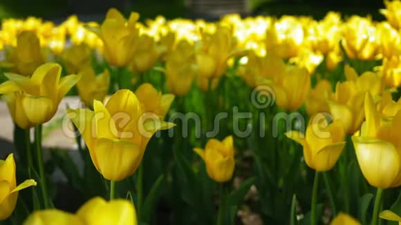 黄色郁金香春天的花朵视频的预览图