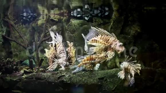 水族馆里的狮子鱼视频的预览图