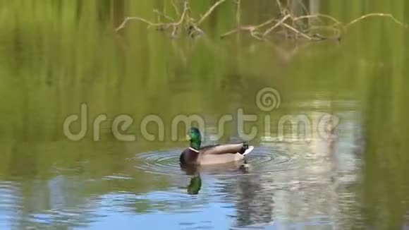 鸭子在春天公园的池塘里沿着水游视频的预览图