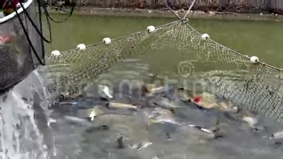 在养鱼场抓鱼视频的预览图