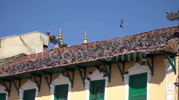 尼泊尔加德满都Boudhanath寺广场屋顶上的鸽子鸟视频的预览图