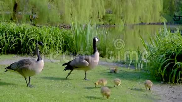 鹅和鹅在池塘的岸边吃草视频的预览图
