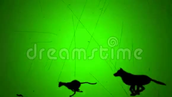 狗追逐猫在绿色屏幕上的复古风格追逐嘴视频的预览图